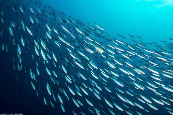 亚洲选手相对弱势的体育项目分析